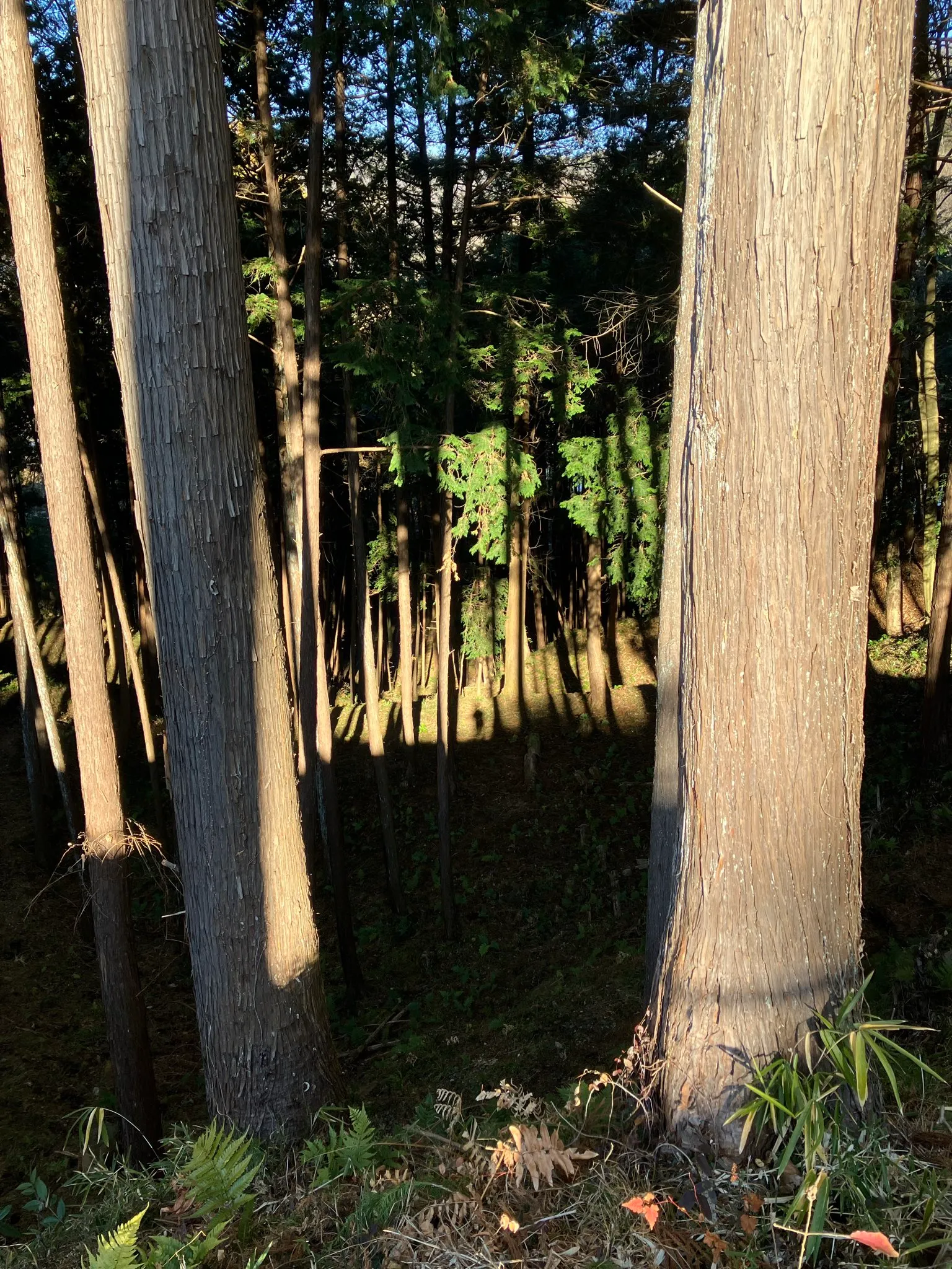 皆川城 本丸北側の起伏